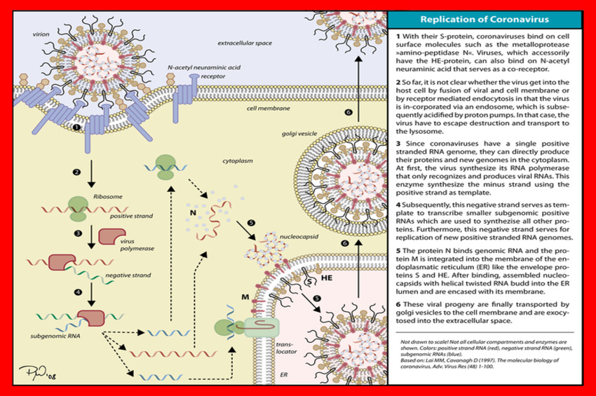  Report: Chinese Scientists Find “Killer Coronavirus Probably Originated From A Laboratory In Wuhan” (UNC Researchers Possibly Involved)
