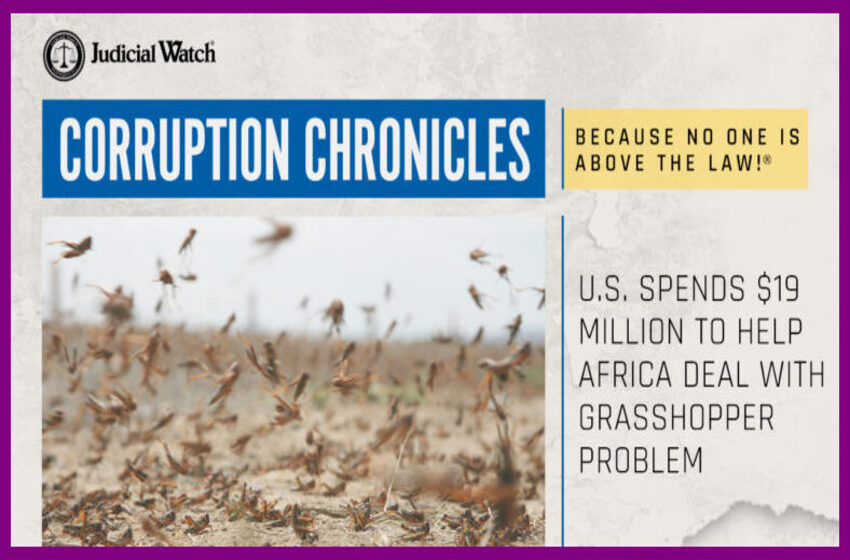  U.S. Spends $19 Million to Help Africa Deal with Grasshopper Problem